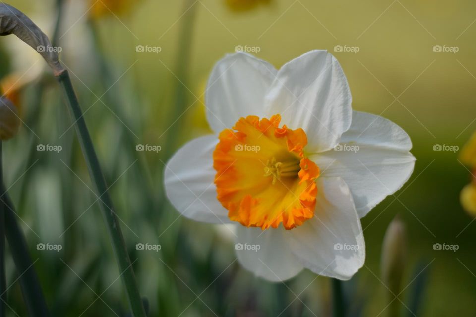 Narcissus