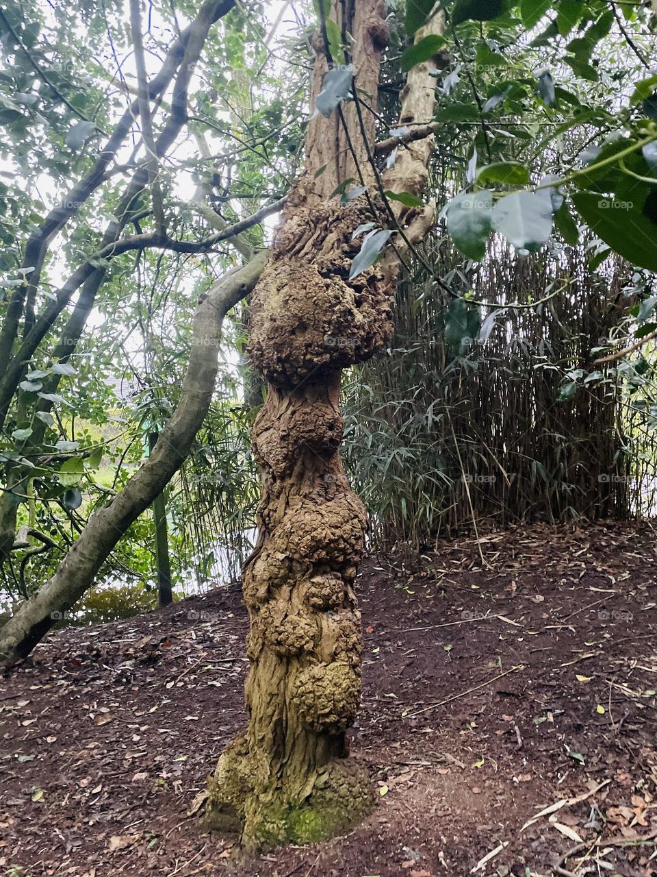 Tree changing with nature