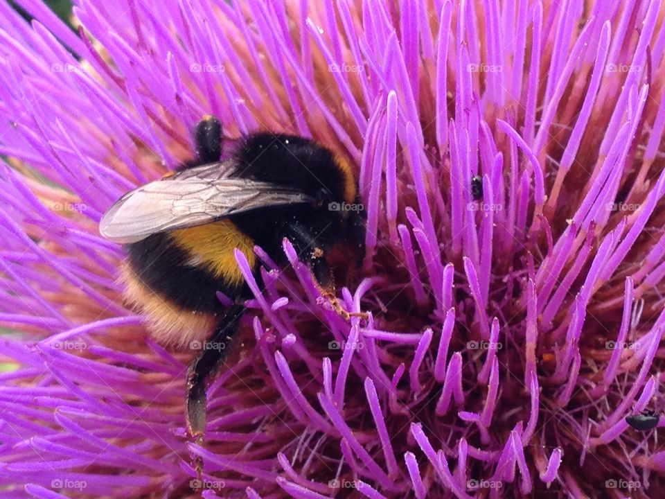 Bumblebee with pink flower