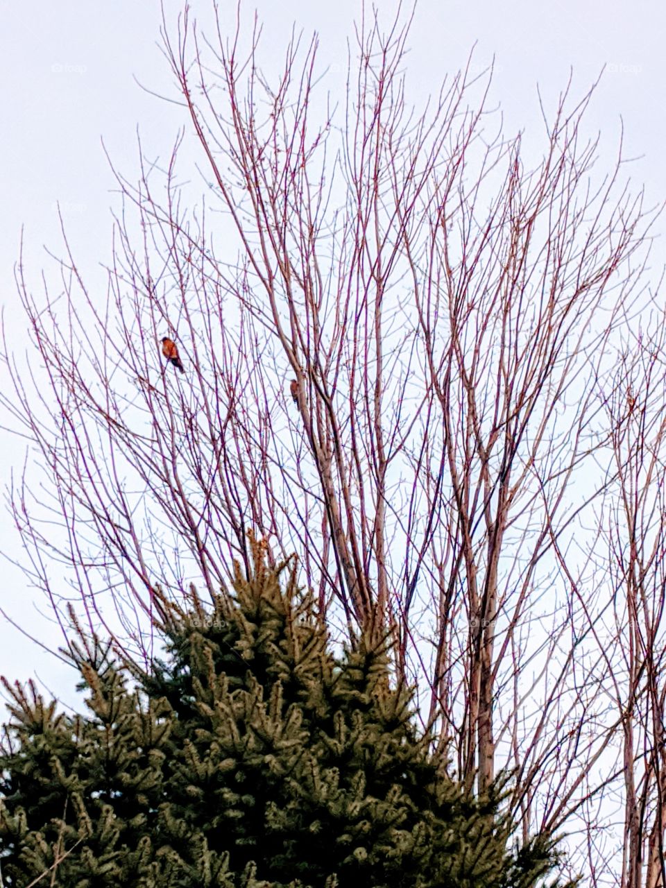 Beautiful Nature 🥰 Nature is beautiful when it has a bird on it and the bird that feels happy as it is having a branch to look around 😃