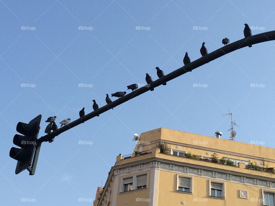 Crowded traffic lights. A bunch of pidgeons hanging out in a traffic light in Madrid