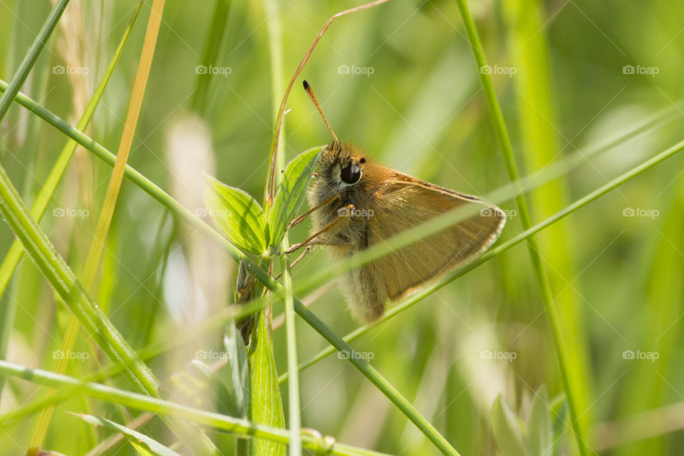 Little orange butterfly on leaf 