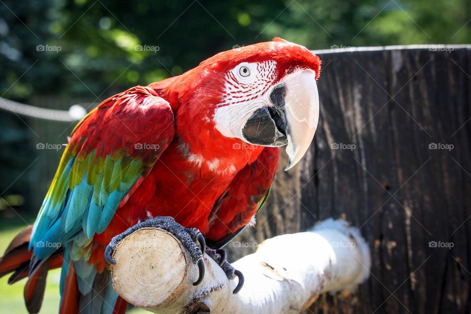 Red parrot