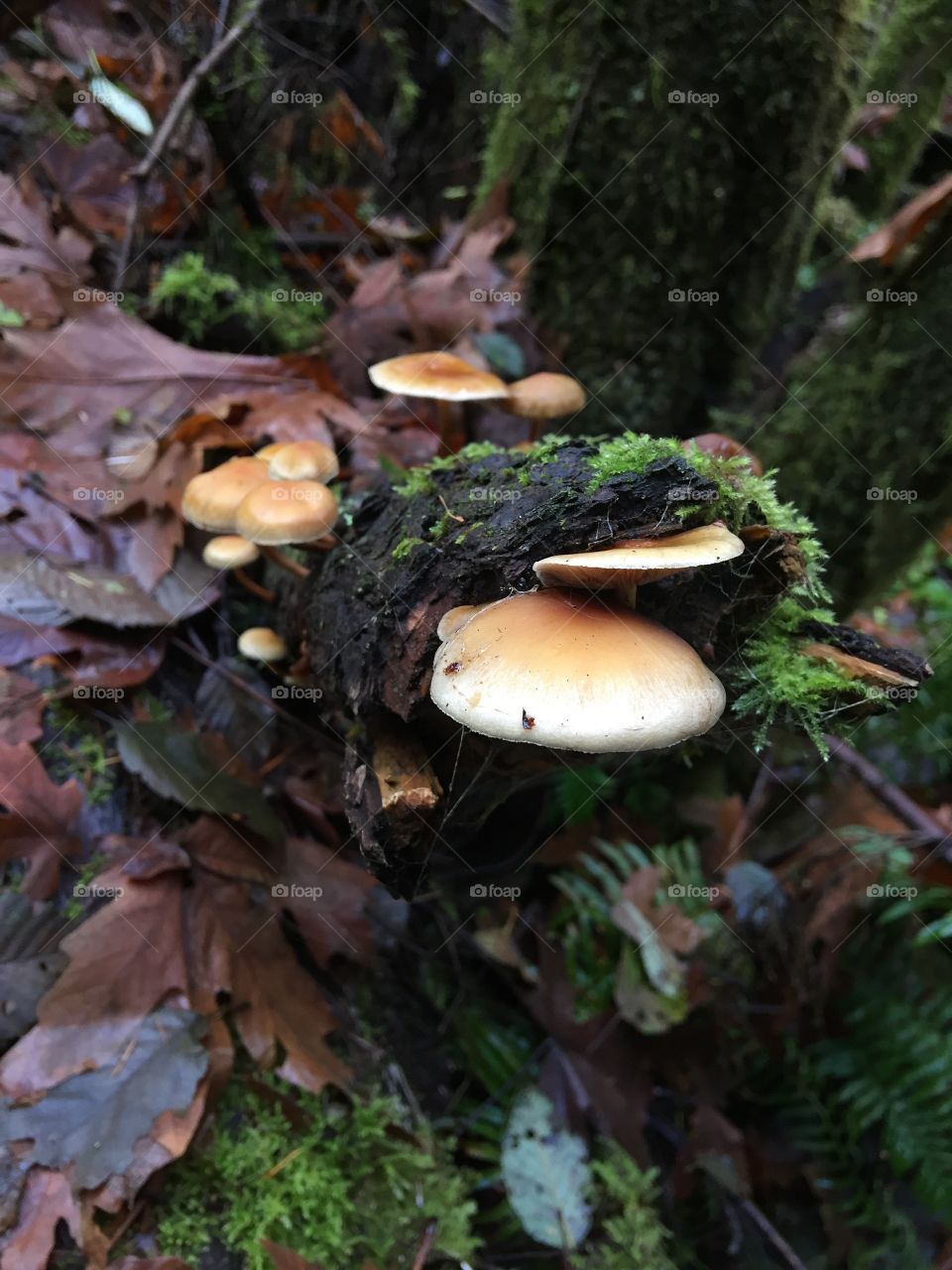 Mushrooms On A Log