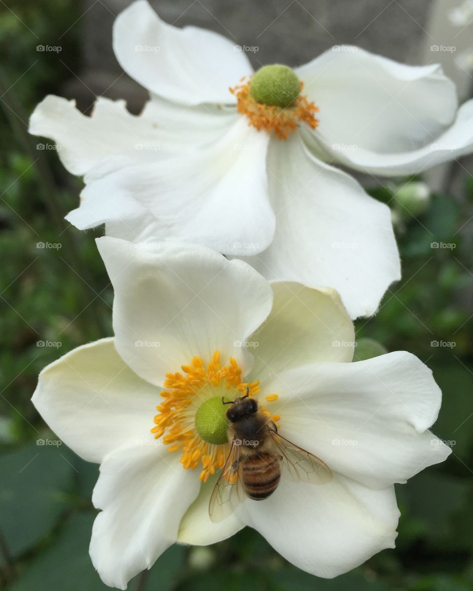 Bee pollinating amemone flower