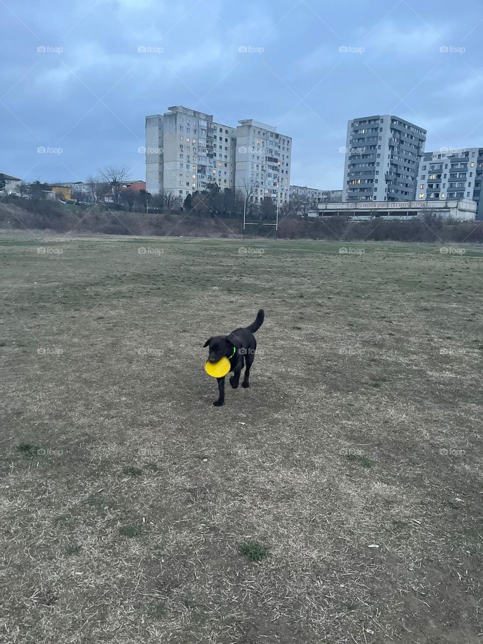 Playing with frisbee