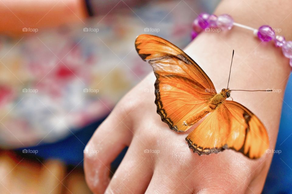 Macro butterfly 