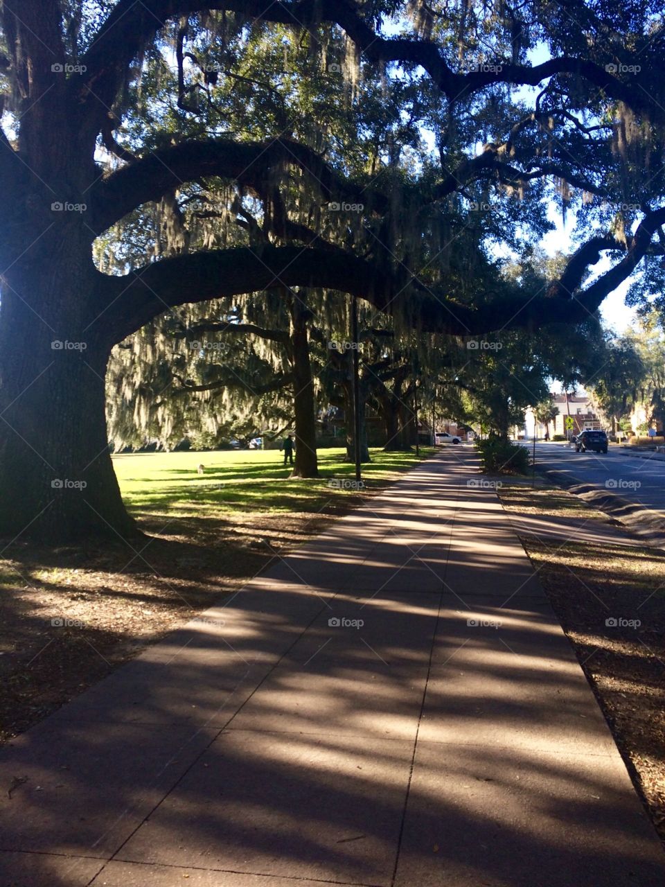 Savannah Georgia Tree Lined Streets