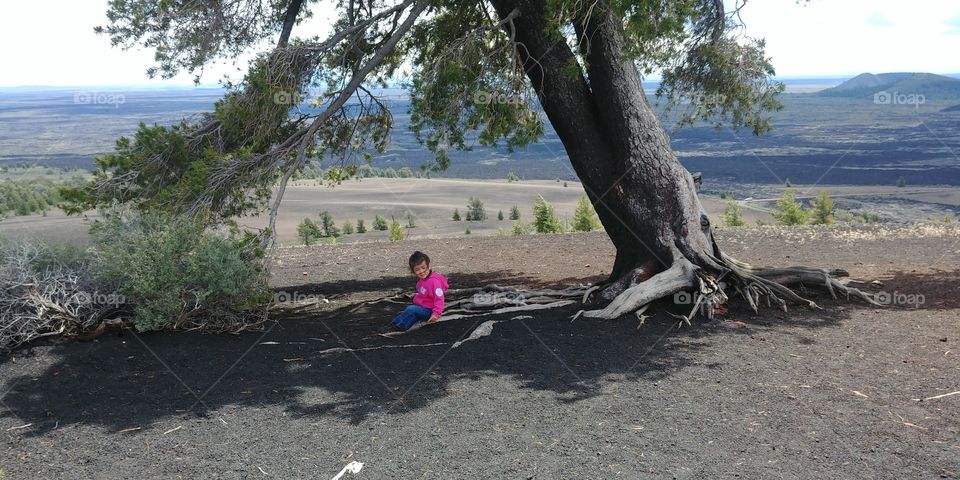 Tree at Craters of the Moon