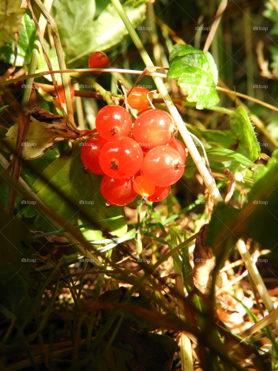 a small bunch of berries