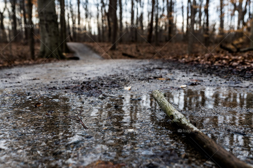 twig on the path