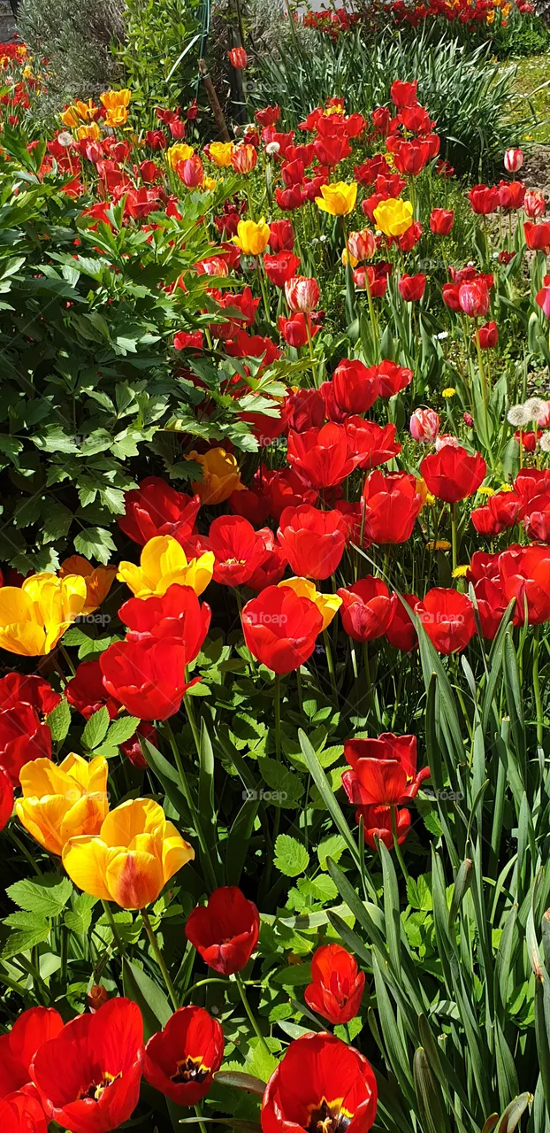 garden full of tulips