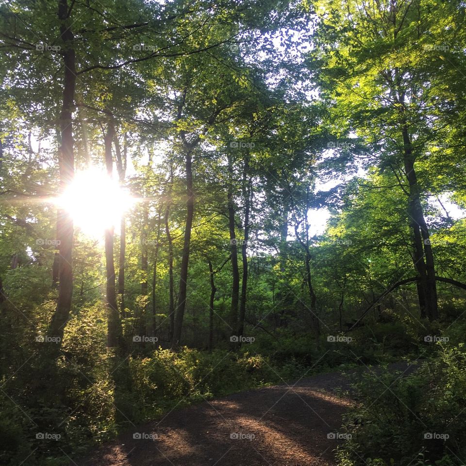 Back into the woods for a run early this AM. "The best way out is always through" -- Robert Frost