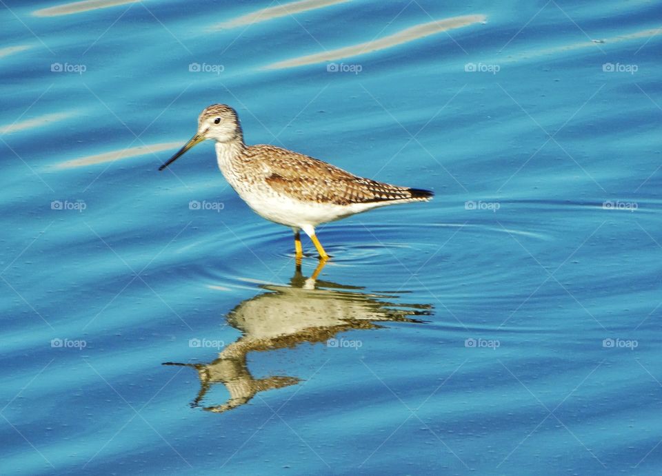 Shorebird In Shallow Water