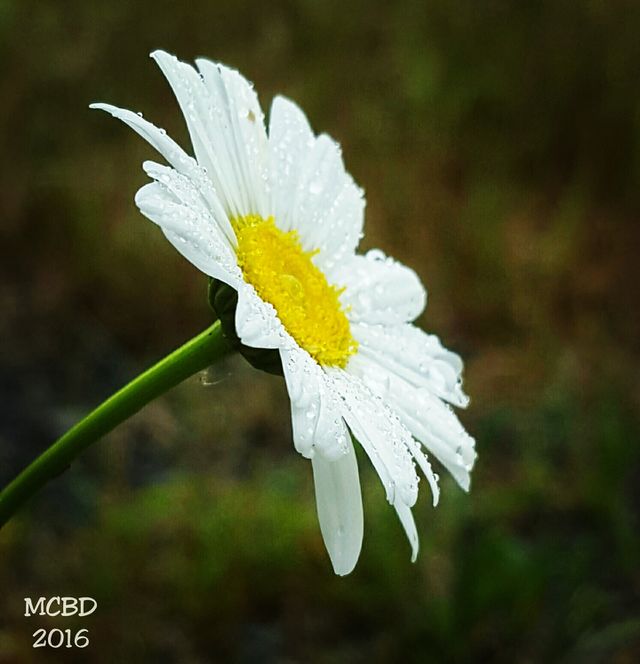Daisy