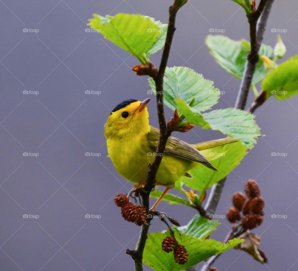 Bird, Wildlife, No Person, Warbler, Songbird