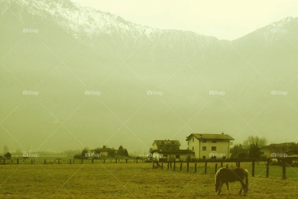 Horses, mountains and snow