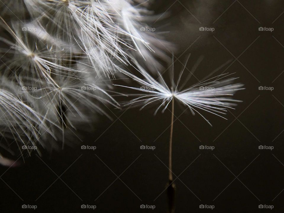 Dandelion Clock 