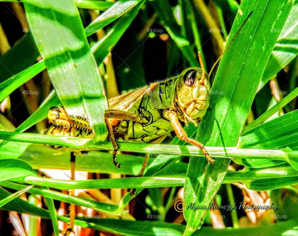 Goregous green toned grasshopper posing for the camera "Get My Good Side, Please".