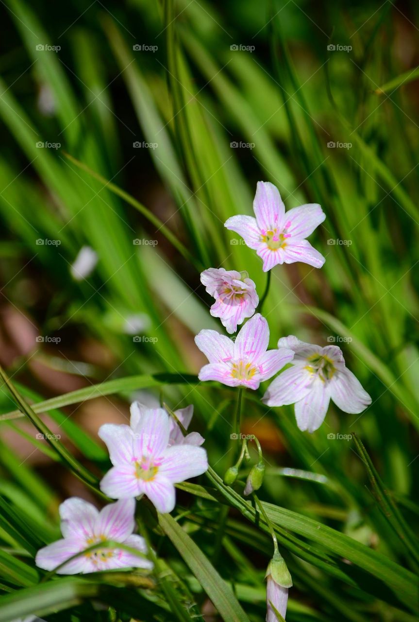 Spring flowers