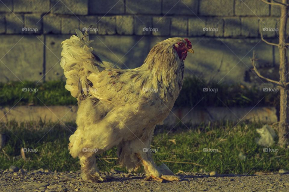 shaggy rooster of the Brahma breed walks down the street