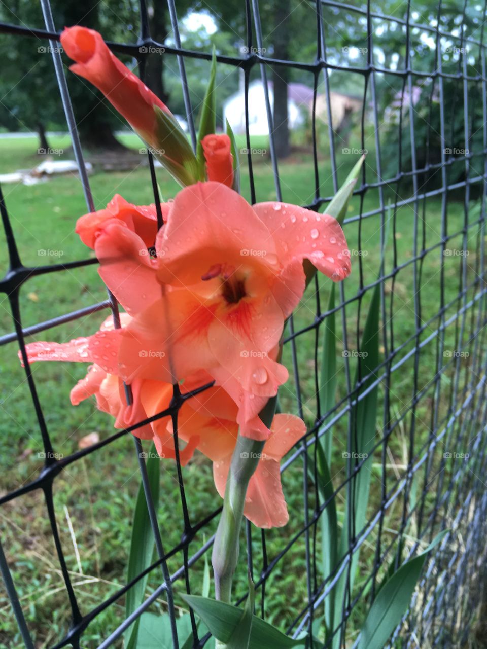 Another new bloom and a new color growing happily for the hummingbirds to enjoy 
