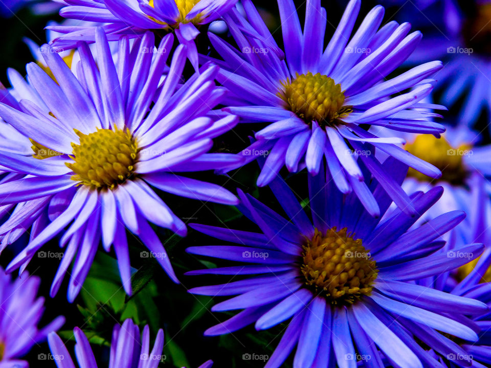 Blues flowers