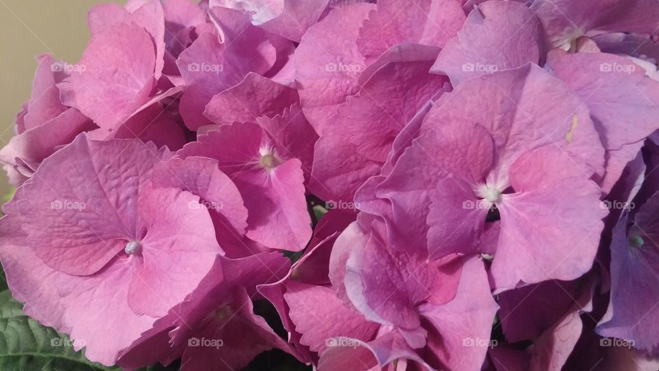 Purple hydrangea 