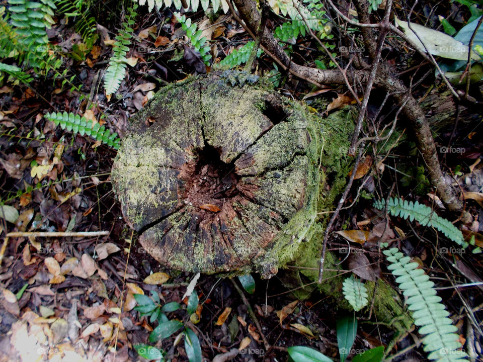 Stump in spring . Emerging moss 