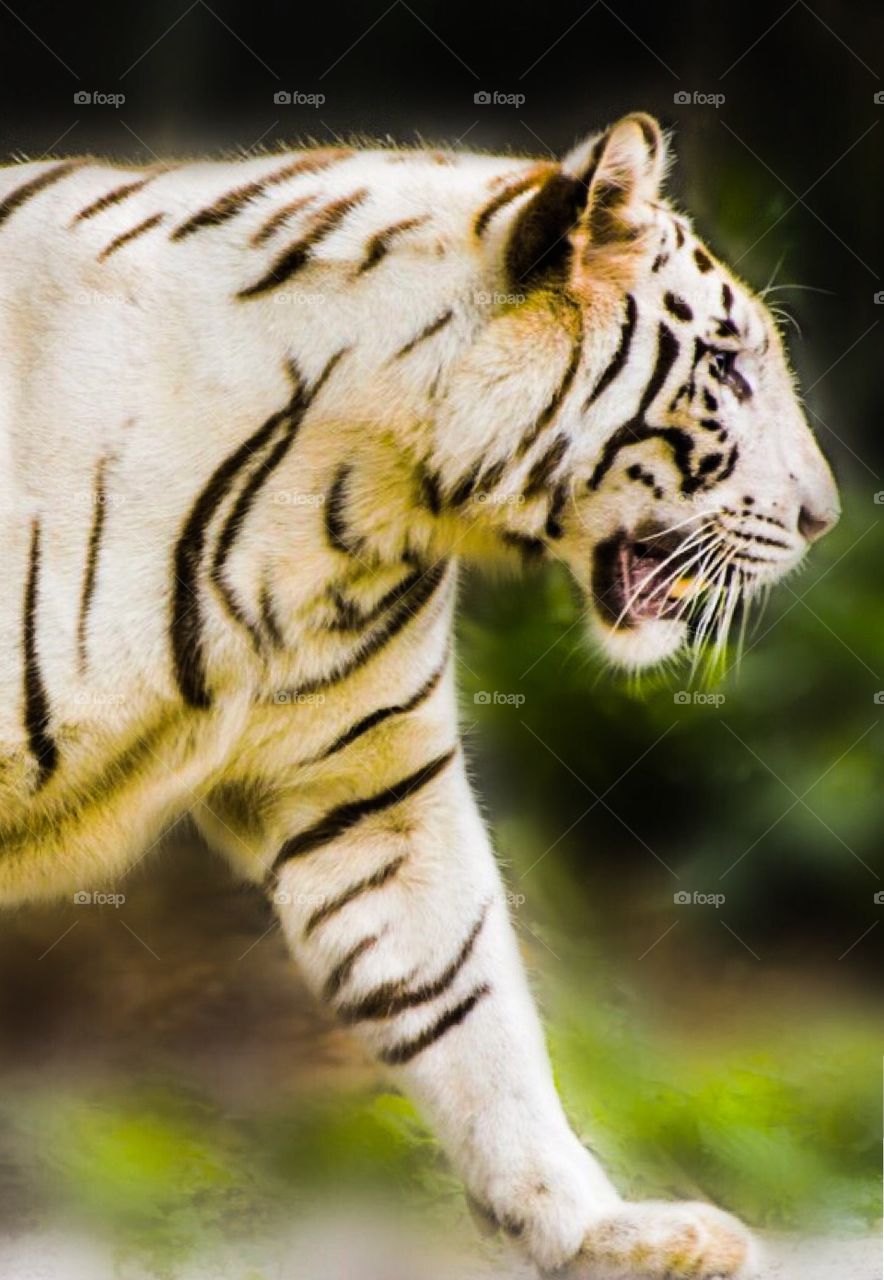 On the prowl, a fabulous white tiger. Surely one of nature's most awe inspiring creatures?