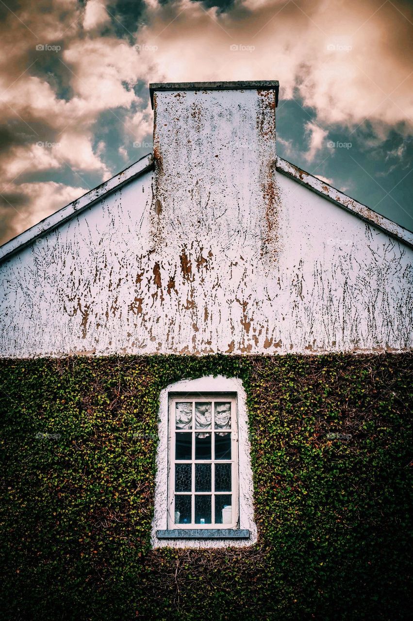 Ivy covered grungy building 
