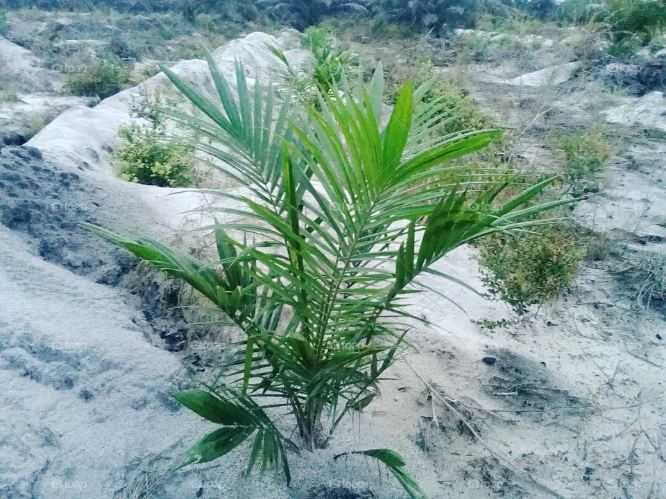palm in sandy land