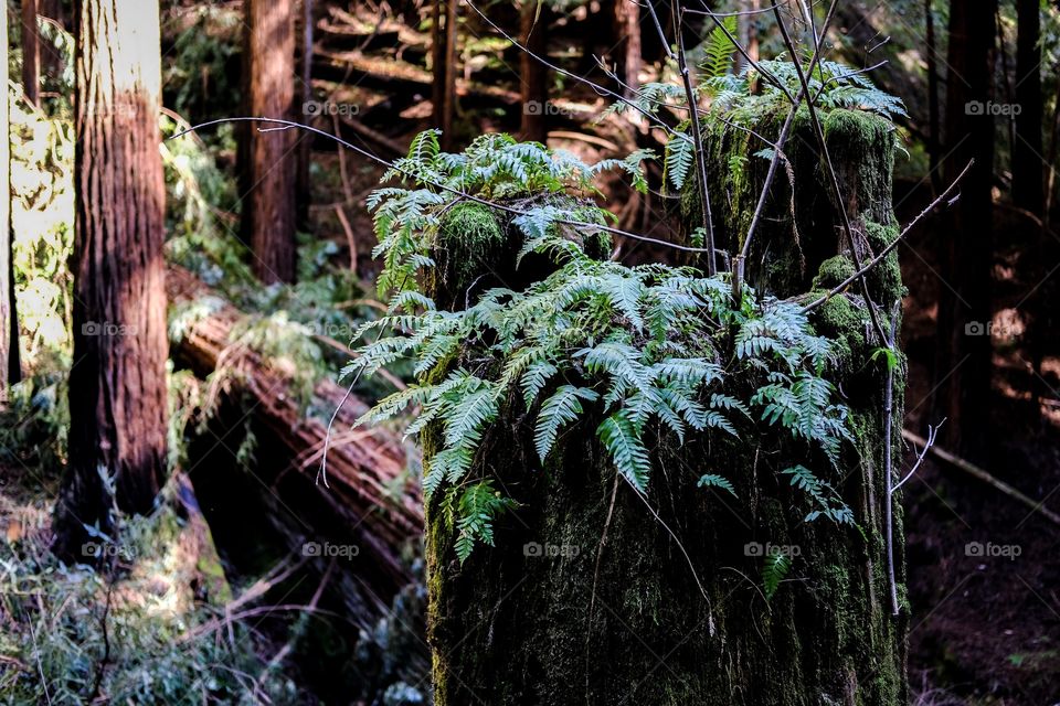 Ferns sprout from a Redwood chopped down long ago.  