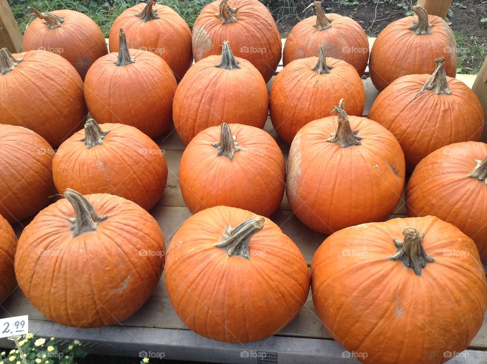 Background with pumpkins