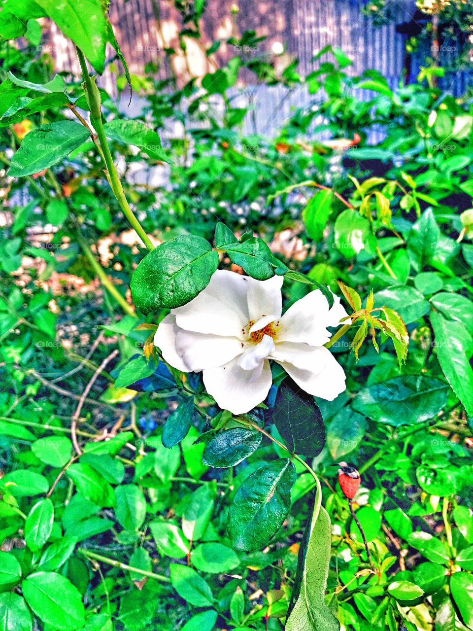 White and beautiful.