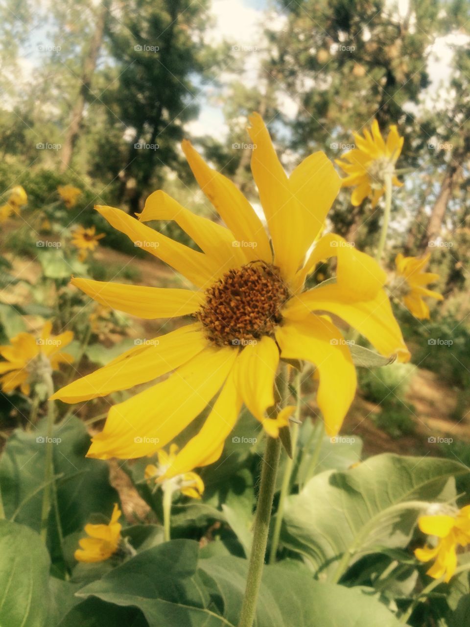 yellow wild flowers. Yellow wild flowers in nature 