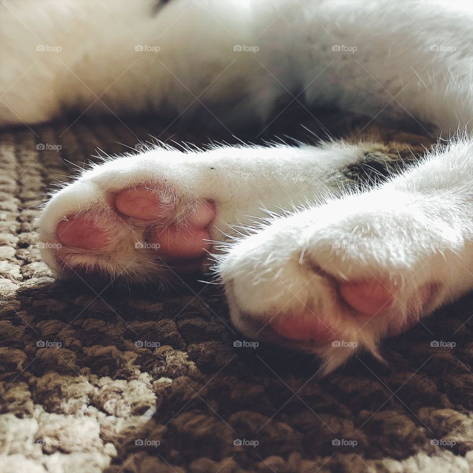 White kitten paw with pink foot pads on carpet