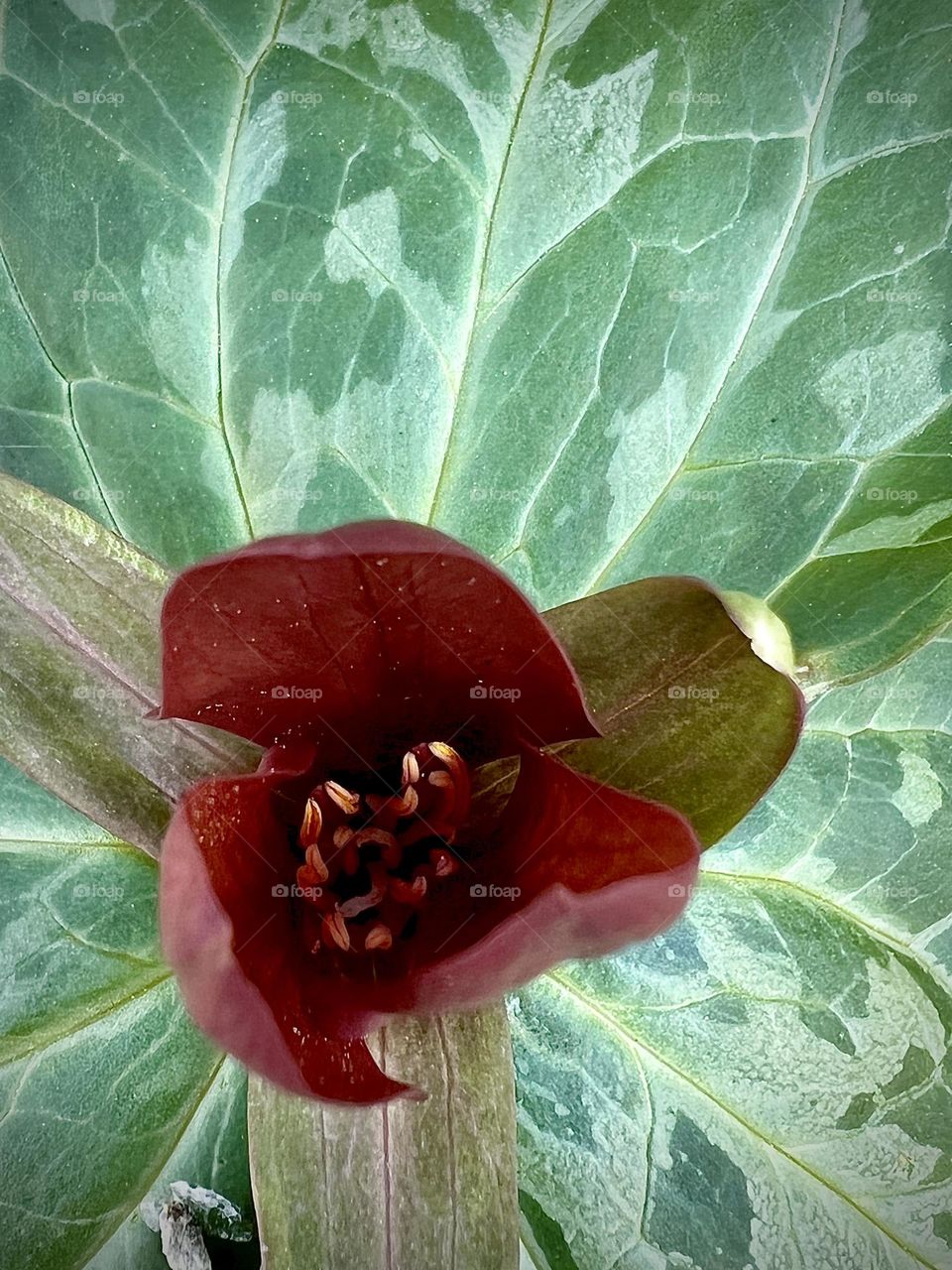 Overhead closeup of springtime trillium shrub. These grow generously in the woodlands.