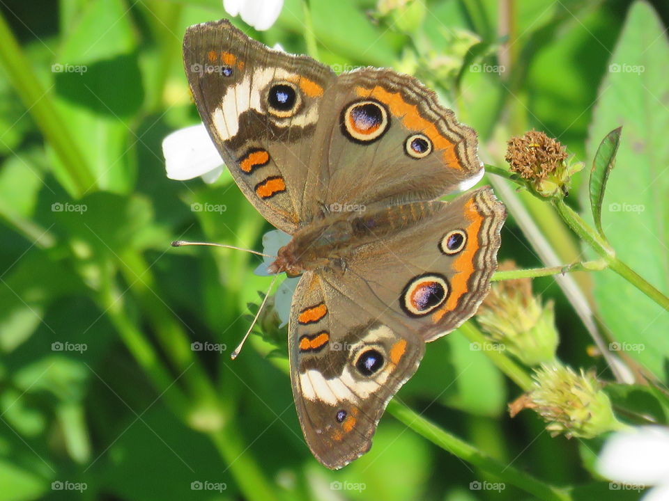 Common buckeye