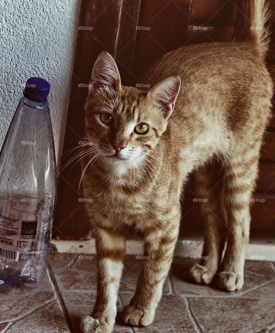 portrait of a curious cat