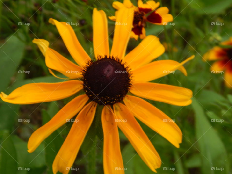 close up of a yellow wildflower