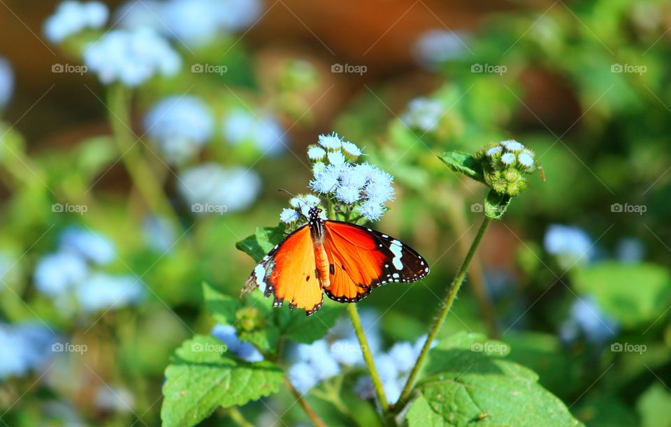 Butterflies are insects in the macrolepidopteran clade Rhopalocera from the order Lepidoptera, which also includes moths. Adult butterflies have large, often brightly coloured wings, and conspicuous, fluttering flight