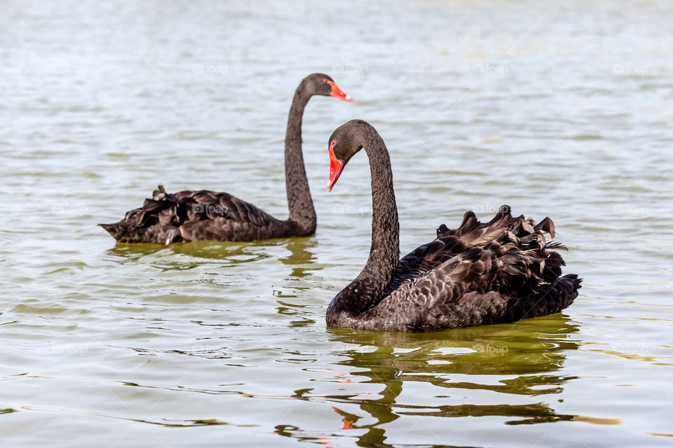 Pair of black swans at the lake