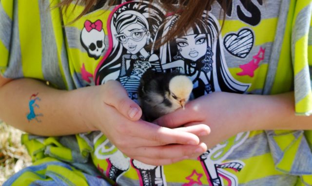 Here a Chick, There a Chick