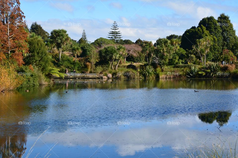 Beautiful pond in the botanical garden of Auckland 