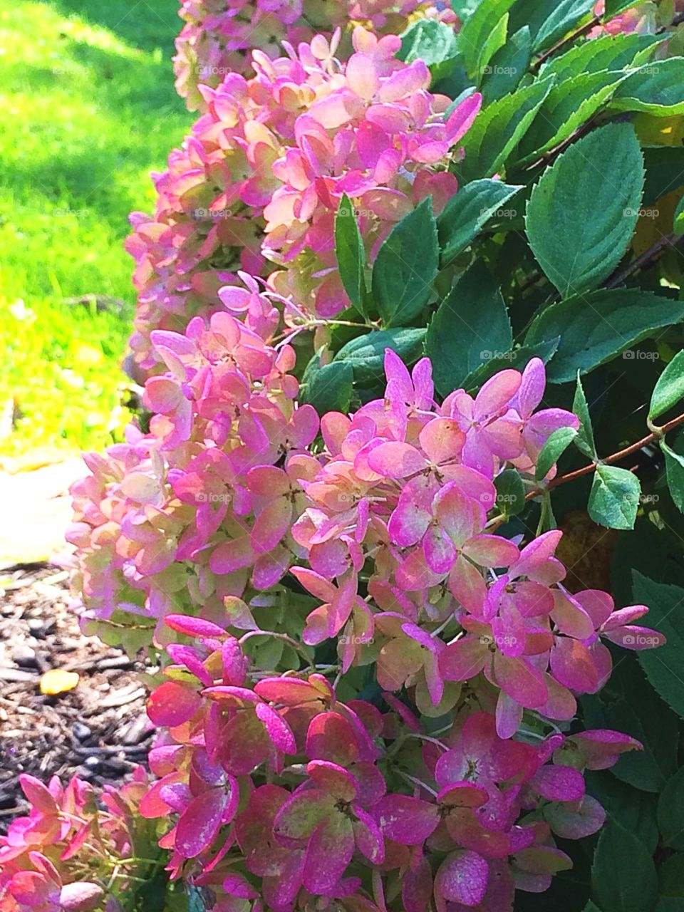 Pink hydrangea 