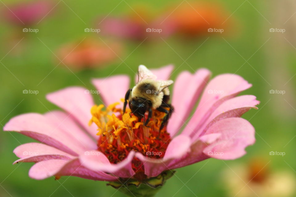 Bumblebee feeding on a Zinnia