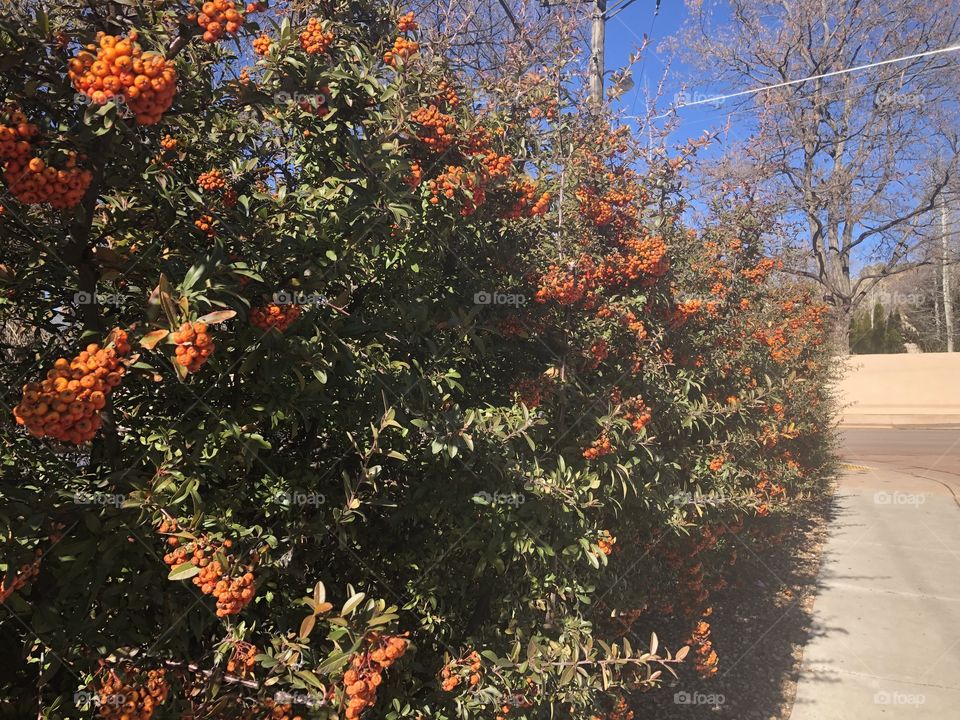 Flowering Bush