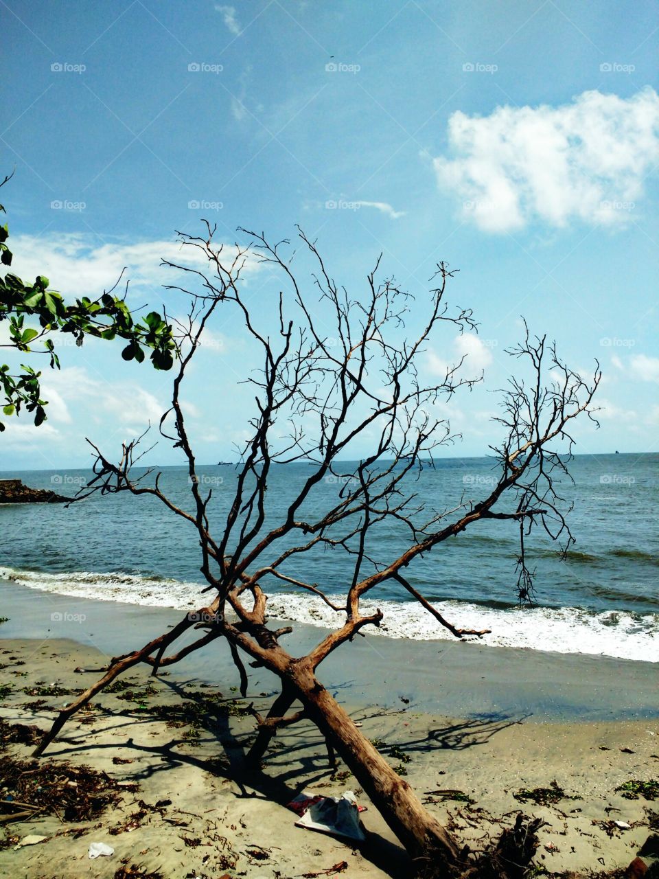 fallen tree