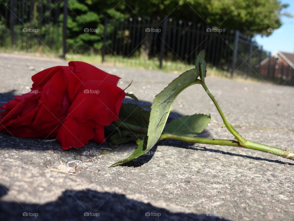 lovely lonely rose